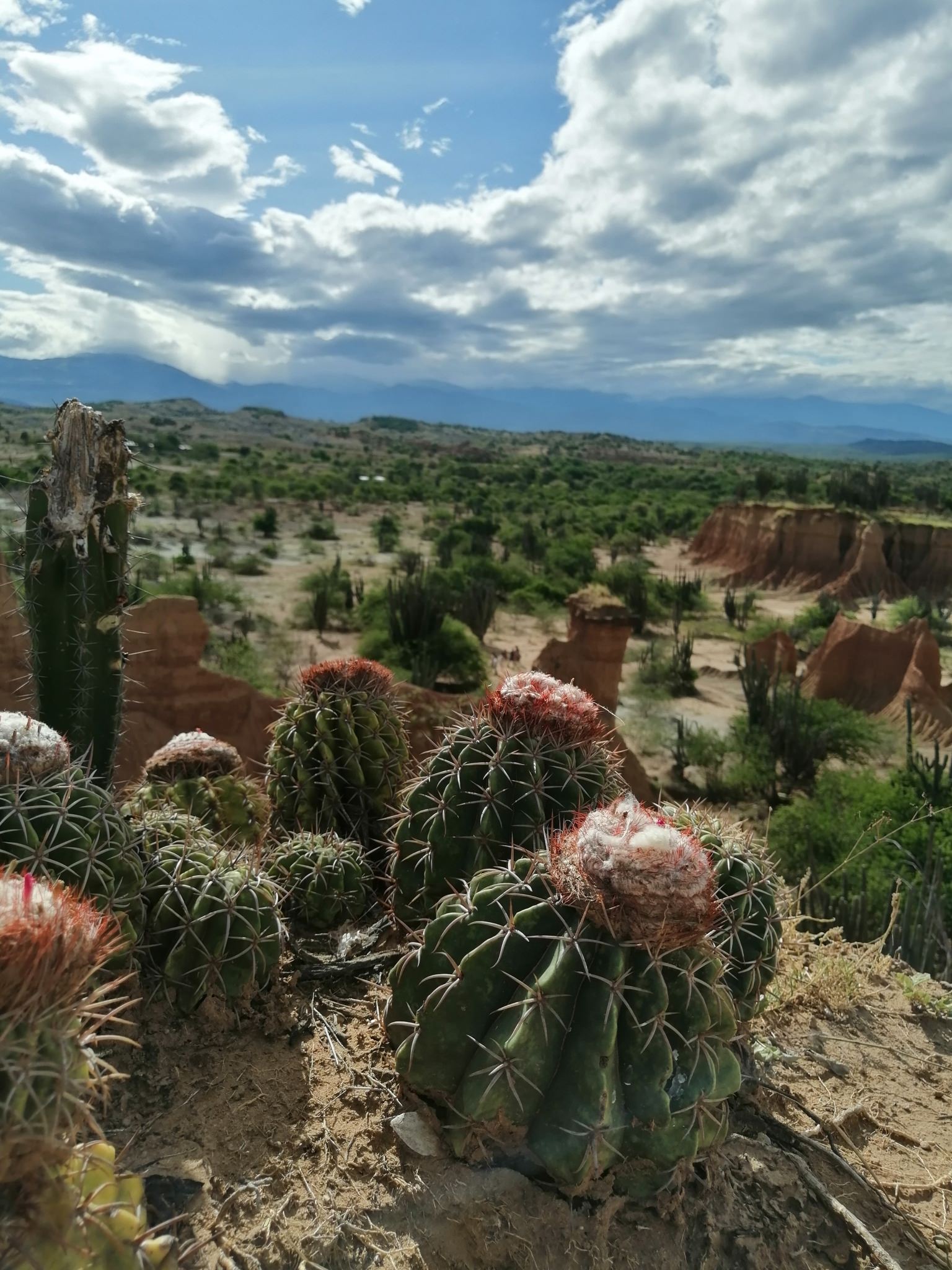Melocactus curvispinus